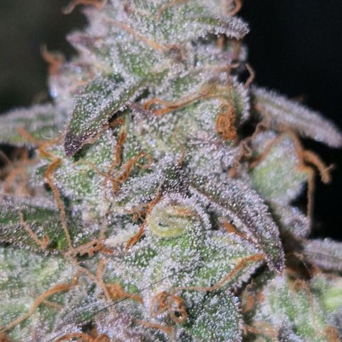 Milky way  🌌🌌🌌🌌 (hybrid) #2 links growlog timeline photo