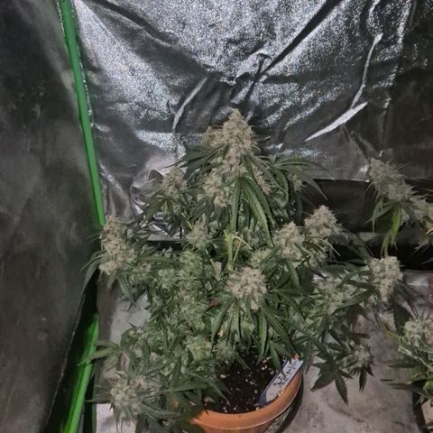 Milky way  🌌🌌🌌🌌 (hybrid) #2 links growlog timeline photo