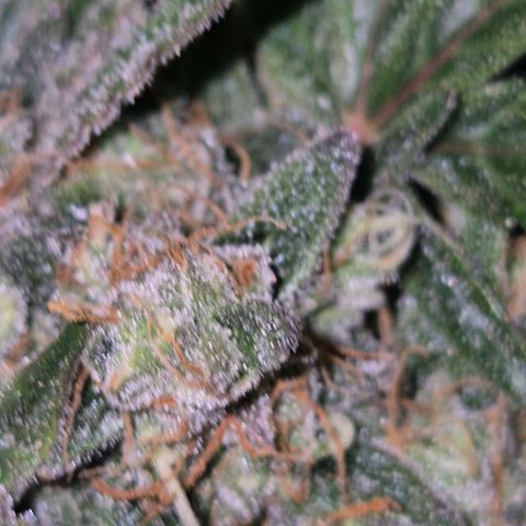 Milky way  🌌🌌🌌🌌 (hybrid) #3 growlog timeline photo