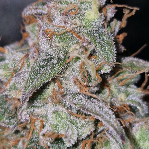 Milky way  🌌🌌🌌🌌 (hybrid) #3 growlog timeline photo