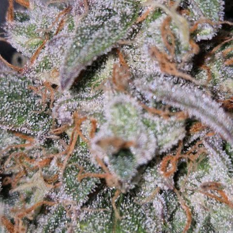 Milky way  🌌🌌🌌🌌 (hybrid) #3 growlog timeline photo