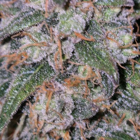 Milky way  🌌🌌🌌🌌 (hybrid) #2 links growlog timeline photo