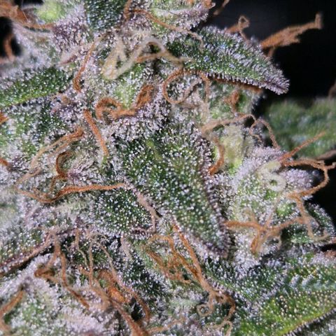 Milky way  🌌🌌🌌🌌 (hybrid) #3 growlog timeline photo