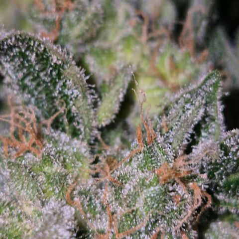 Milky way  🌌🌌🌌🌌 (hybrid) #3 growlog timeline photo