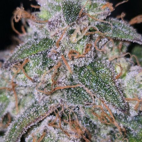 Milky way  🌌🌌🌌🌌 (hybrid) #2 links growlog timeline photo