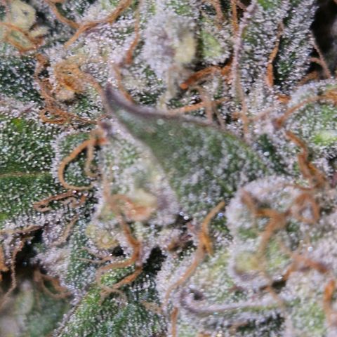 Milky way  🌌🌌🌌🌌 (hybrid) #3 growlog timeline photo