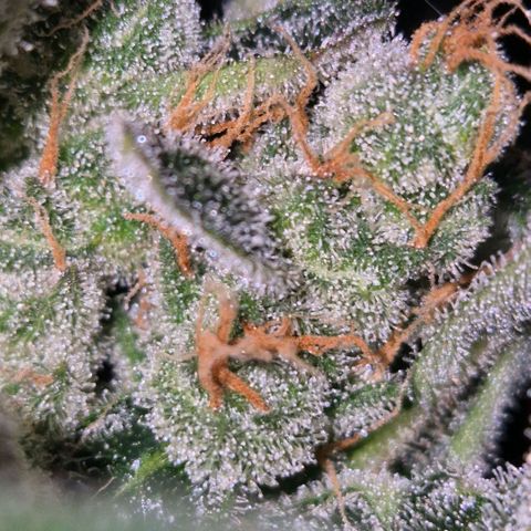 Sticky beast 👹👹👹( zamnesia) #3 growlog timeline photo