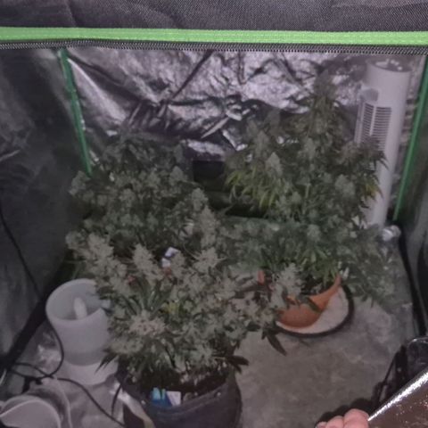Milky way  🌌🌌🌌🌌 (hybrid) #3 growlog timeline photo