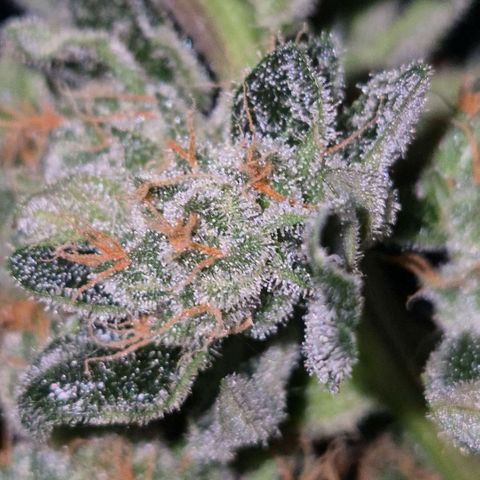 Sticky beast 👹👹👹( zamnesia) #3 growlog timeline photo
