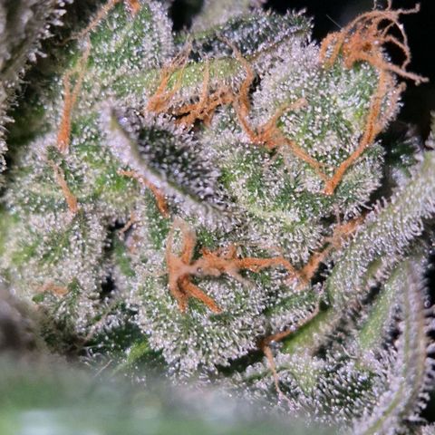 Sticky beast 👹👹👹( zamnesia) #3 growlog timeline photo