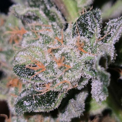 Sticky beast 👹👹👹( zamnesia) #3 growlog timeline photo