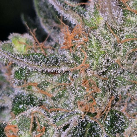 Sticky beast 👹👹👹( zamnesia) #3 growlog timeline photo