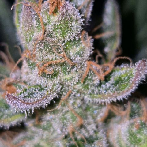 Sticky beast 👹👹👹( zamnesia) #3 growlog timeline photo