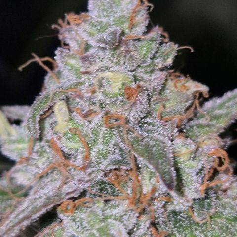 Milky way  🌌🌌🌌🌌 (hybrid) #2 links growlog timeline photo