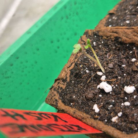 🦊Kitsune Kush(auto)🦊 zamnesia exclusive  growlog photo: 2 Pflanzenarten einem Samen🤩
