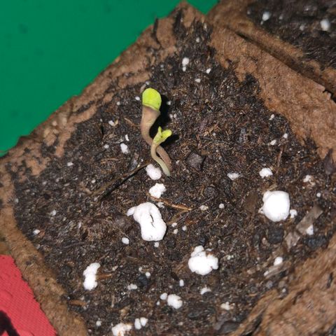 🦊Kitsune Kush(auto)🦊 zamnesia exclusive  growlog photo: 2 Pflanzenarten einem Samen🤩