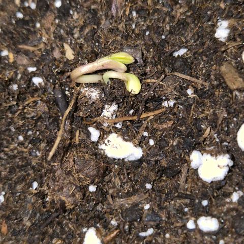 🦊Kitsune Kush(auto)🦊 zamnesia exclusive  growlog photo: 2 Pflanzenarten einem Samen🤩