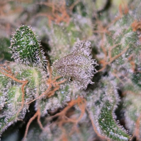 Milky way  🌌🌌🌌🌌 (hybrid) #3 growlog timeline photo