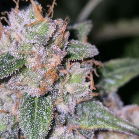 Milky way  🌌🌌🌌🌌 (hybrid) #2 links growlog timeline photo