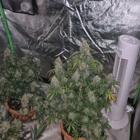 Milky way  🌌🌌🌌🌌 (hybrid) #3 growlog timeline photo
