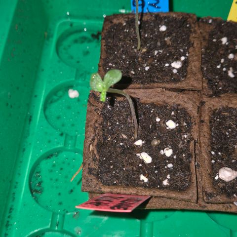 🦊Kitsune Kush(auto)🦊 zamnesia exclusive  growlog timeline photo