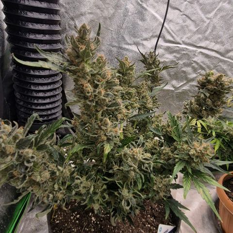 Sticky beast 👹👹👹( zamnesia) #3 growlog timeline photo