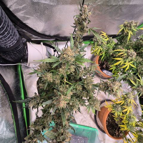 Sticky beast 👹👹👹( zamnesia) #3 growlog timeline photo