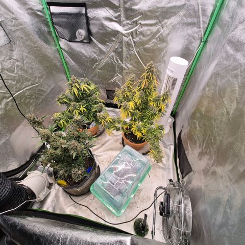 Milky way  🌌🌌🌌🌌 (hybrid) #3 growlog timeline photo