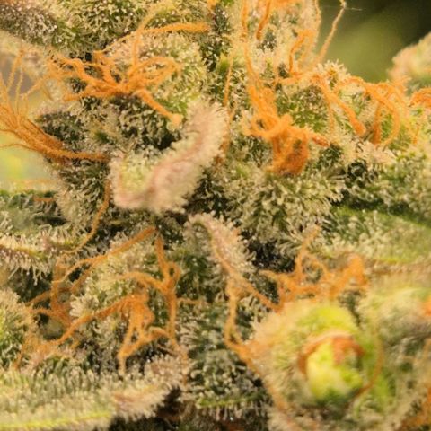 Milky way  🌌🌌🌌🌌 (hybrid) #3 growlog timeline photo