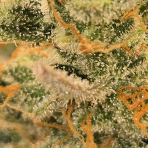 Milky way  🌌🌌🌌🌌 (hybrid) #3 growlog timeline photo