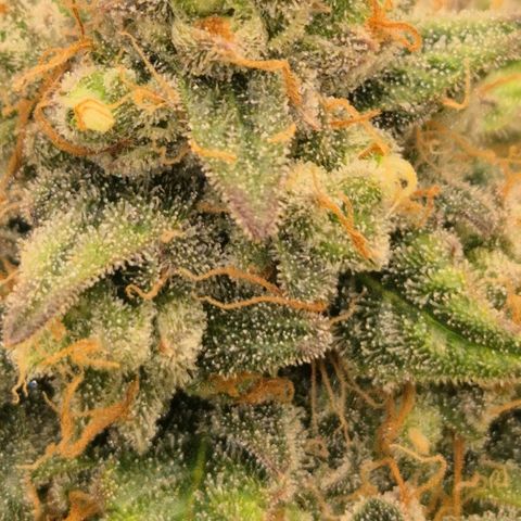 Milky way  🌌🌌🌌🌌 (hybrid) #3 growlog timeline photo