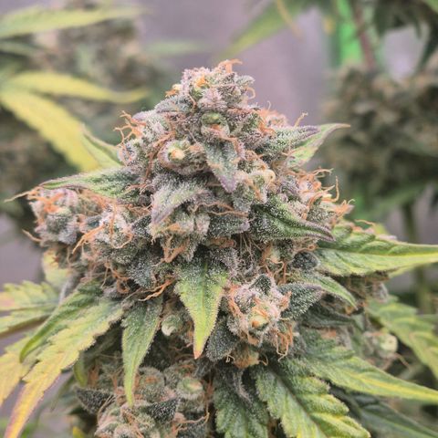 Milky way  🌌🌌🌌🌌 (hybrid) #2 links growlog timeline photo