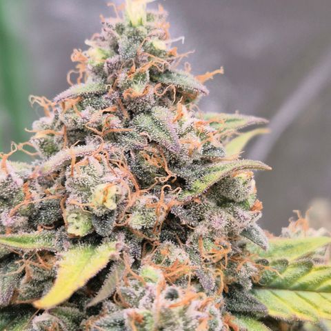 Milky way  🌌🌌🌌🌌 (hybrid) #2 links growlog timeline photo
