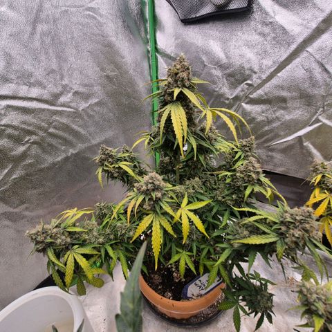 Milky way  🌌🌌🌌🌌 (hybrid) #2 links growlog timeline photo