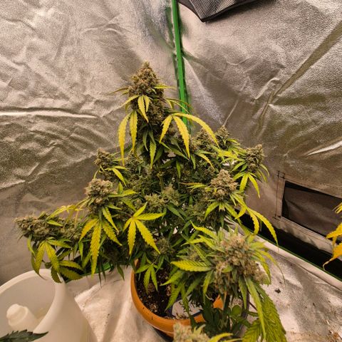 Milky way  🌌🌌🌌🌌 (hybrid) #2 links growlog timeline photo