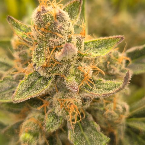 Sticky beast 👹👹👹( zamnesia) #3 growlog timeline photo