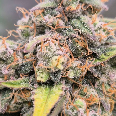 Milky way  🌌🌌🌌🌌 (hybrid) #2 links growlog timeline photo