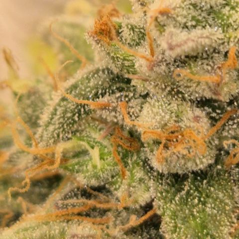 Milky way  🌌🌌🌌🌌 (hybrid) #3 growlog timeline photo