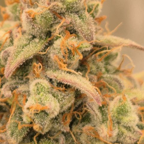Milky way  🌌🌌🌌🌌 (hybrid) #3 growlog timeline photo