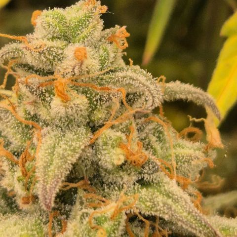 Milky way  🌌🌌🌌🌌 (hybrid) #3 growlog timeline photo