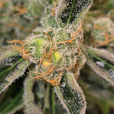 Sticky beast 👹👹👹( zamnesia) #3 growlog timeline photo