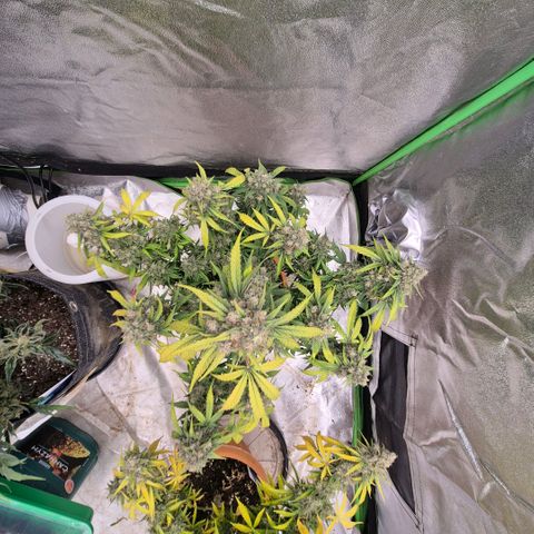 Milky way  🌌🌌🌌🌌 (hybrid) #2 links growlog timeline photo