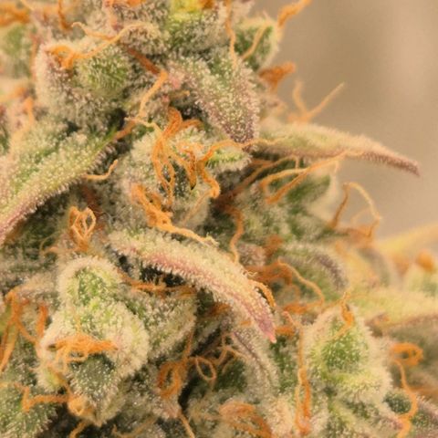 Milky way  🌌🌌🌌🌌 (hybrid) #3 growlog timeline photo