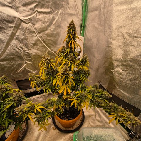 Milky way  🌌🌌🌌🌌 (hybrid) #3 growlog timeline photo