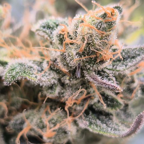 Milky way  🌌🌌🌌🌌 (hybrid) #2 links growlog timeline photo