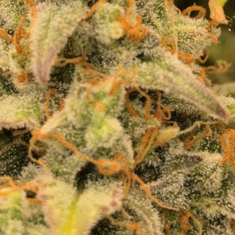 Milky way  🌌🌌🌌🌌 (hybrid) #3 growlog timeline photo
