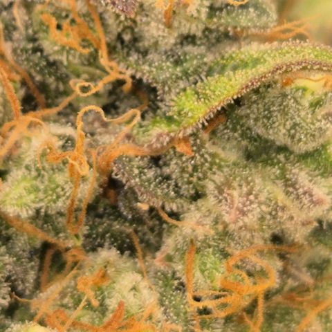 Milky way  🌌🌌🌌🌌 (hybrid) #3 growlog timeline photo