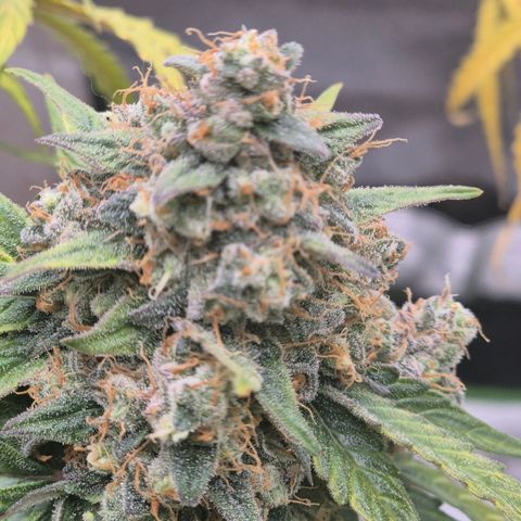 Milky way  🌌🌌🌌🌌 (hybrid) #2 links growlog timeline photo