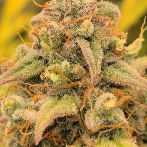 Milky way  🌌🌌🌌🌌 (hybrid) #3 growlog timeline photo
