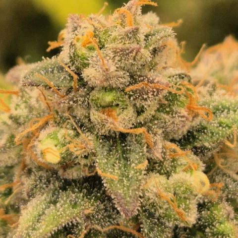 Milky way  🌌🌌🌌🌌 (hybrid) #3 growlog timeline photo